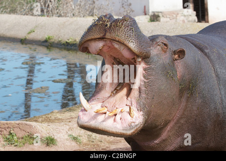 Hippopotamus - mouth wide open. Stock Photo