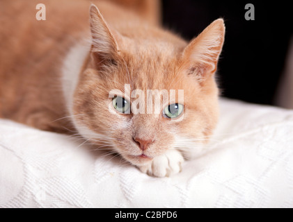 A ginger and white four year old adult male cat lying on a settee. Stock Photo