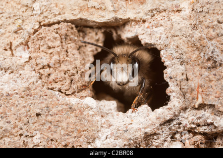 A male Red Mason Bee - Osmia rufa - looking out of its burrow in a stone wall Stock Photo