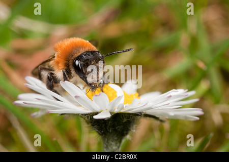 A tawny mining bee feeding on a daisy flower Stock Photo