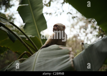 White-Faced Capuchin monkey in a banana plant. Stock Photo