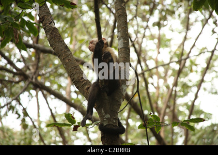 White-faced Capuchin monkey holding on to a tree. Stock Photo