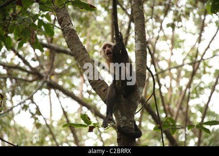 White-faced Capuchin monkey looking at the camera. Stock Photo