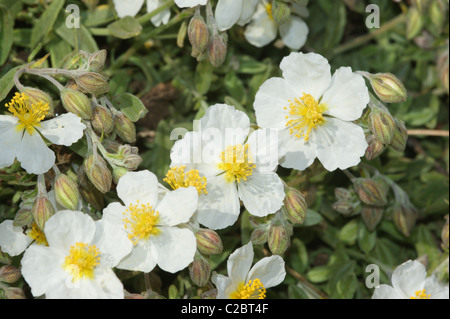 Helianthemum apenninum  White Rock-rose Stock Photo