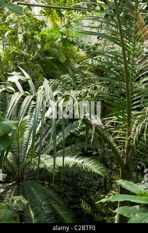 Dense jungle foliage in an indoor rainforest in the Tropical Ravine, Botanic Gardens, Belfast Stock Photo