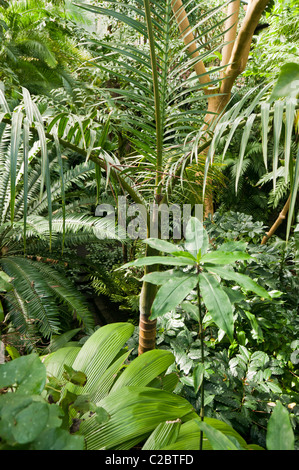 Dense jungle foliage in an indoor rainforest at the  Tropical Ravine, Botanic Gardens, Belfast Stock Photo