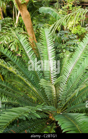 Dense jungle foliage in indoor rainforest at Tropical Ravine, Botanic Gardens, Belfast Stock Photo
