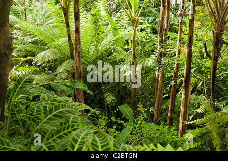 Dense jungle foliage in an indoor rainforest Stock Photo