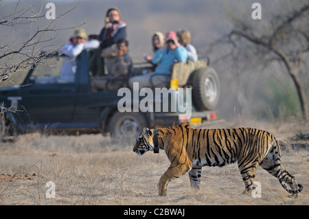 Tourists vehicles following a tiger in the tracks of Ranthambhore national park in north India Stock Photo