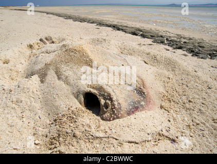 Dead stingray washed up on a beach of tropical island Stock Photo