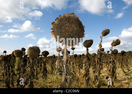 Withered sunflowers in a field Stock Photo