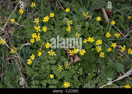River Ryton Worksop Lesser Celendine on bank of River Ryton, Worksop, Notts, England ...