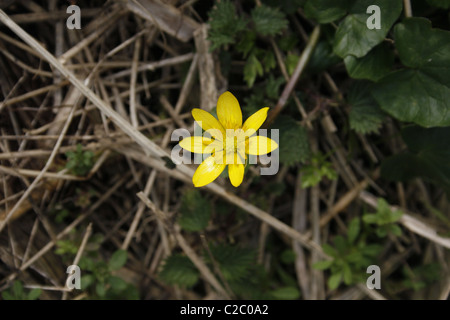 River Ryton Worksop Lesser Celendine on bank of River Ryton, Worksop, Notts, England ...