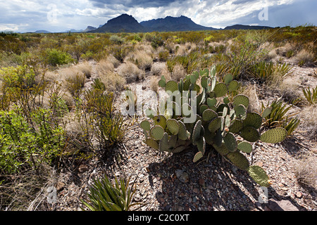 Prickly pear Opuntia cactus in desert Big Bend National Park Texas USA