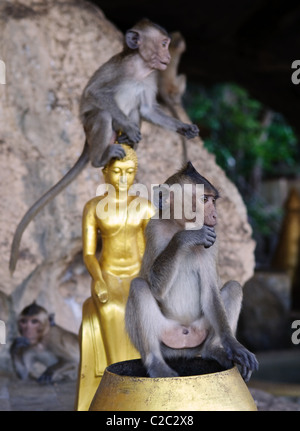 Monkey in Thai Buddha temple. Focus on first ape Stock Photo