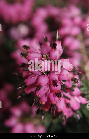 winter flowering pink heather in a garden erica Stock Photo