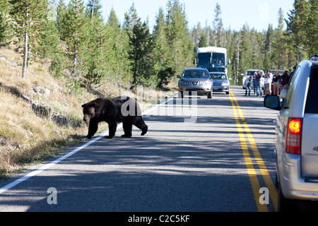 Beware of the bear. A grizzly bear has created a traffic jam in Yellowstone National Park. Park County, Wyoming, USA. Stock Photo