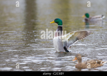 Landing Duck in detailed view over water Stock Photo