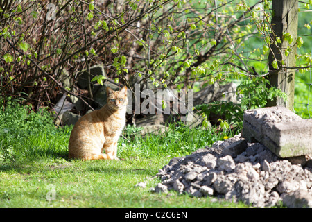 A ginger tom cat stares at the photographer while enjoying an beautiful spring day in rural Acton Burnell in Shropshire. Stock Photo