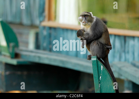 A Sykes' Monkey with an infant sits on a wooden post in Aberdares, Kenya Stock Photo