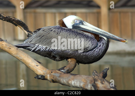 Brown Pelican (Pelecanus occidentalis californicus). Stock Photo
