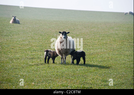 Ewe and two young lambs, about a week old, in a sunny field Stock Photo