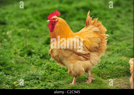 rare breed buff orpington cockerel Stock Photo