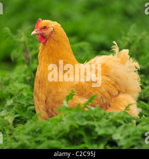 Buff orpington hen Stock Photo