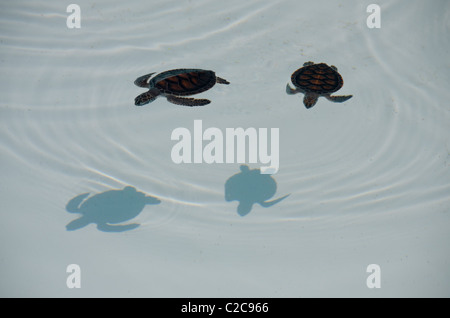 Mexico, Quintana Roo, Playa del Carmen, Xcaret. Green sea turtle hatchlings aka White sea turtle (Captive: Chelonia mydas). Stock Photo