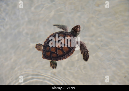 Mexico, Quintana Roo, Playa del Carmen, Xcaret. Green sea turtle hatchlings aka White sea turtle (Captive: Chelonia mydas). Stock Photo