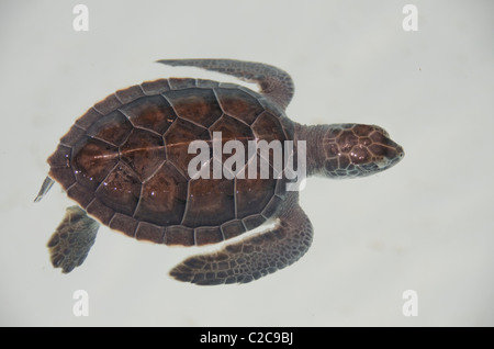 Mexico, Quintana Roo, Playa del Carmen, Xcaret. Green sea turtle hatchlings aka White sea turtle (Captive: Chelonia mydas). Stock Photo