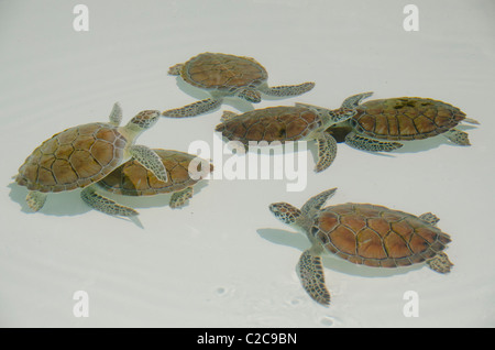 Mexico, Quintana Roo, Playa del Carmen, Xcaret. Young Green sea turtles aka White sea turtle (Captive: Chelonia mydas). Stock Photo