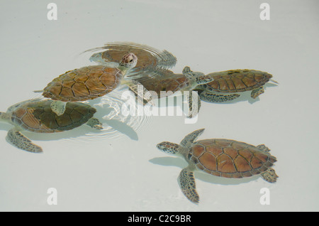 Mexico, Quintana Roo, Playa del Carmen, Xcaret. Young Green sea turtles aka White sea turtle (Captive: Chelonia mydas). Stock Photo