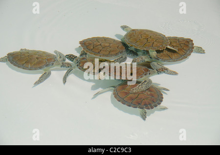 Mexico, Quintana Roo, Playa del Carmen, Xcaret. Young Green sea turtles aka White sea turtle (Captive: Chelonia mydas). Stock Photo