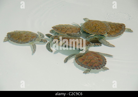 Mexico, Quintana Roo, Playa del Carmen, Xcaret. Young Green sea turtles aka White sea turtle (Captive: Chelonia mydas). Stock Photo