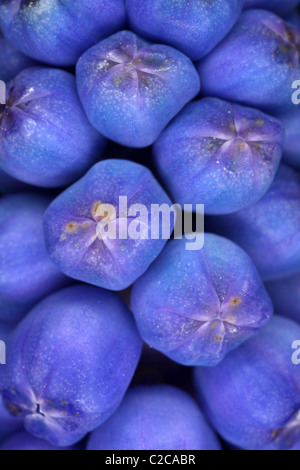 Detail of flowers - Grape Hyacinth - Muscari armeniacum Stock Photo