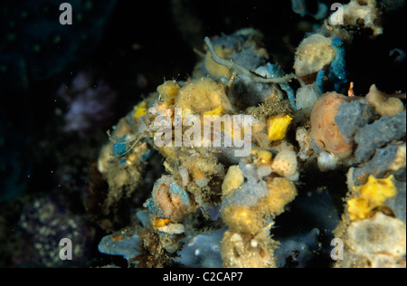 Blunt Decorator Crab, Camposcia retusa, covered in mainly sponge attachments, Lembeh Straits, near Bitung, Sulawesi, Indonesia, Asia Stock Photo
