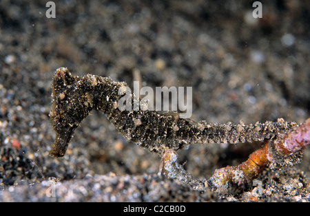 Estuary Seahorse, Hippocampus kuda, Lembeh Straits, near Bitung, Sulawesi, Indonesia, Asia Stock Photo