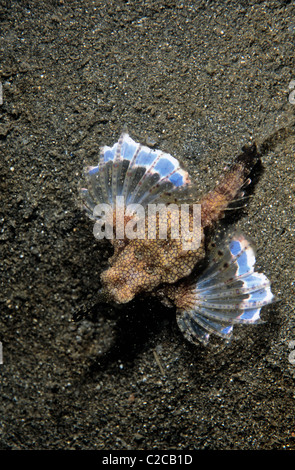 Seamoth, Eurypegasus draconis, Secret Bay, Gilimanuk, Bali, Indonesia, Asia Stock Photo