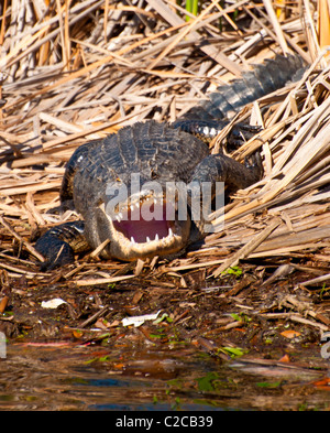American Alligator - Showing Teeth (Alligator mississippiensis) Stock Photo