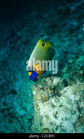 Yellowmask Angelfish, Pomacanthus xanthometopon, Vadoo Resort, Republic of the Maldives Stock Photo