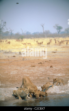 Lion (Panthera leo; Vulnerable) at waterhole with antelopes, Okavango Delta, Botswana, Africa