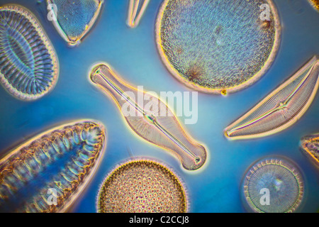 Diatoms strewn, mixed variety of species, darkfield photomicrograph Stock Photo