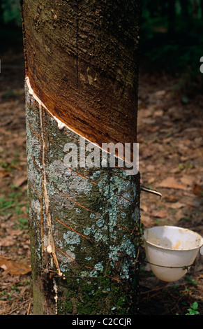 Rubber latex being collected from Rubber Tree, Hevea brasiliensis, Rubber plantation, near Medan, Sumatra, Indonesia, Asia Stock Photo
