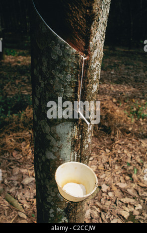 Rubber latex being collected from Rubber Tree (Hevea brasiliensis), Rubber plantation, near Medan, Sumatra, Indonesia, Asia Stock Photo