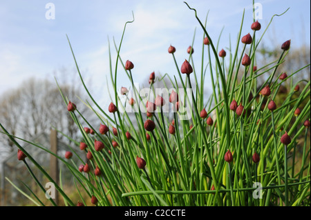 Flower buds on a chives plant Stock Photo