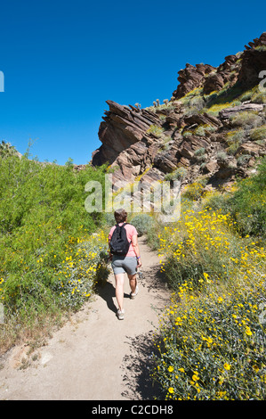 Palm Springs, California. Hiking in Andreas Canyon, Indian Canyons. (MR) Stock Photo