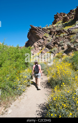 Palm Springs, California. Hiking in Andreas Canyon, Indian Canyons. (MR) Stock Photo