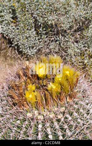 Palm Springs, California. Barrel cactus (ferocactus acanthodes) in Andreas Canyon, Indian Canyons. Stock Photo