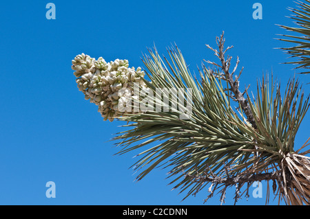 California. Blooming Joshua Tree (Yucca brevifolia), Joshua Tree National Park. Stock Photo